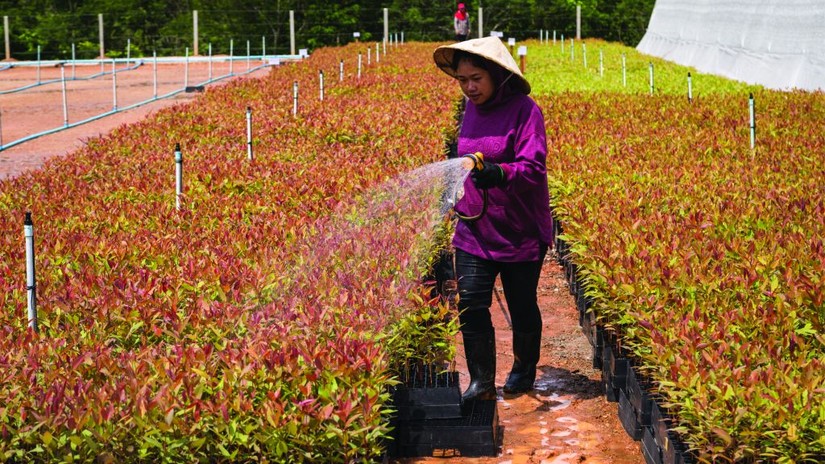 ADB đầu tư 15 triệu USD phát triển lâm nghiệp bền vững ở Đông Nam Á