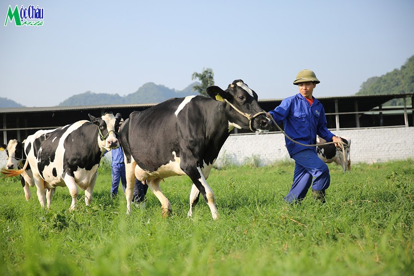 Mộc Châu Milk báo lãi gần 80 tỷ đồng quý I/2022 sau khi sáp nhập vào Vinamilk