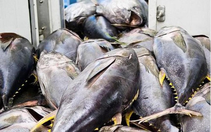 Cá ngừ xuất khẩu của Việt Nam