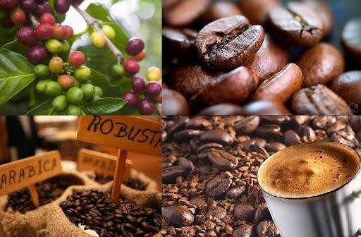 Xuất khẩu cà phê của Việt Nam 9 tháng ước đạt xấp xỉ 1,2 triệu tấn, thu về 2,25 tỷ USD