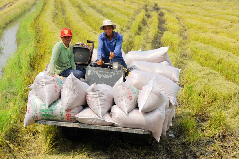 Đối tác hai phía Việt Nam và Hàn Quốc sẽ cùng tiến hành thử nghiệm nhiều giống lúa khác nhau, tìm ra giống chất lượng tốt hơn, mang lại thu nhập cao hơn.