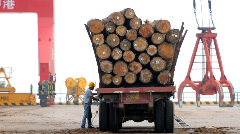 Nhập khẩu gỗ Lào vào Việt Nam chiếm số lượng lớn.
