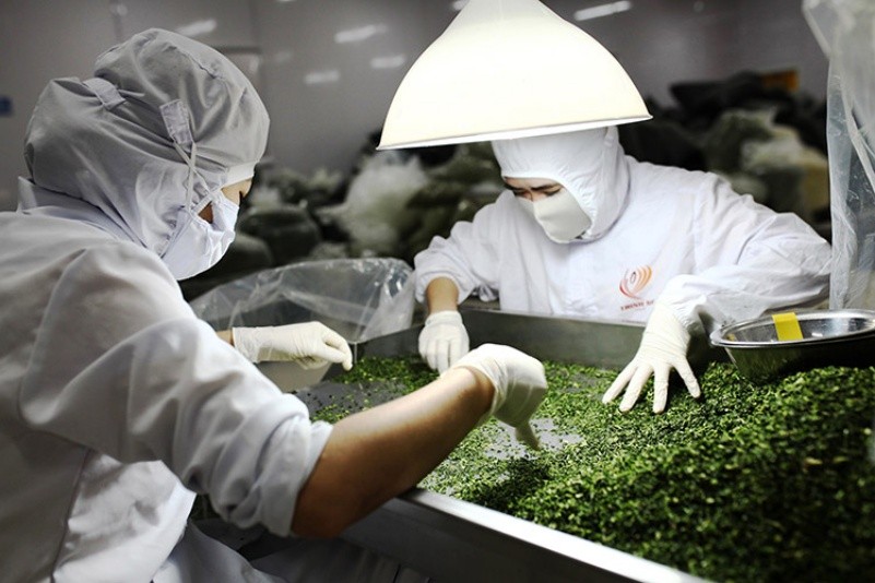Trong cơ cấu rau củ quả Việt Nam xuất khẩu sang châu Âu, sản phẩm chế biến chỉ chiếm 30%. Ảnh: BLĐ
