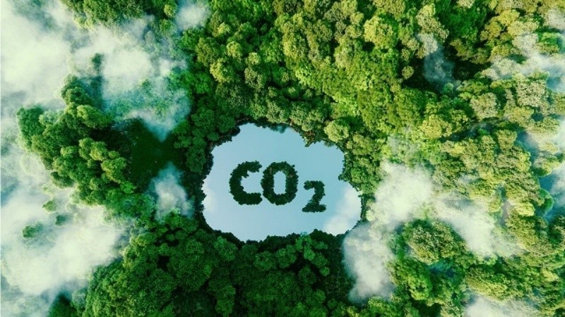 Tăng cường trồng rừng bán dịch vụ hấp thụ và lưu giữ carbon.