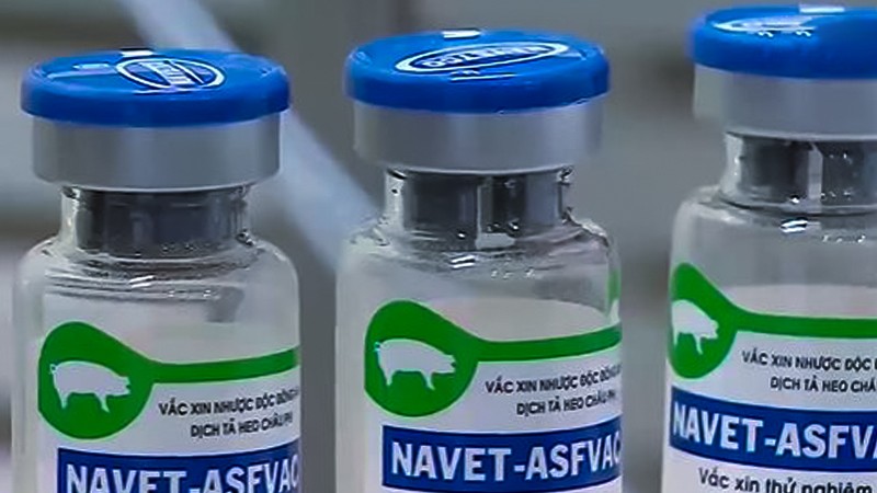 Rút kinh nghiệm trong việc tuân thủ quy định sử dụng vaccine tả lợn châu Phi.