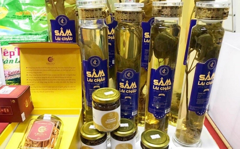 Sâm Lai Châu có hàm lượng saponin quý hiếm.