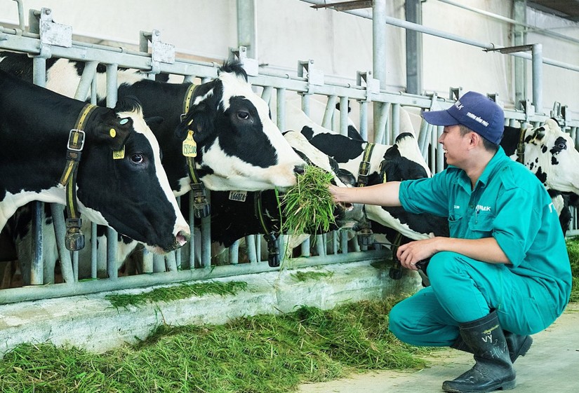 Chăn nuôi bò sữa tại Hà Nội còn nhiều dư địa.