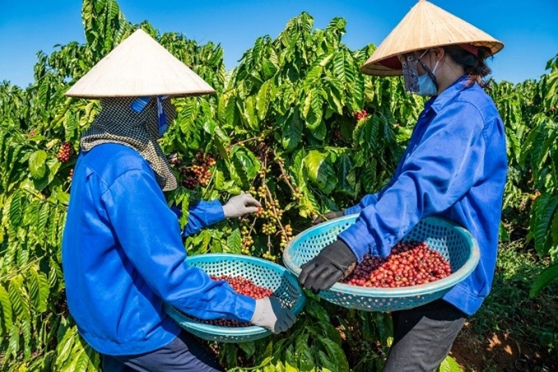 Không thu hái, mua bán cà phê non để đảm bảo việc thu hoạch, chế biến và tiêu thụ cà phê niên vụ 2022 - 2023.