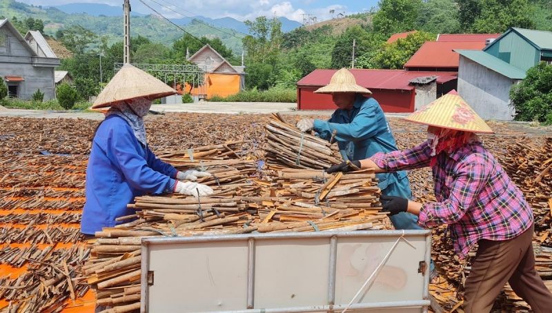 Sản phẩm quế của Việt Nam đang được xuất khẩu đi nhiều thị trường.