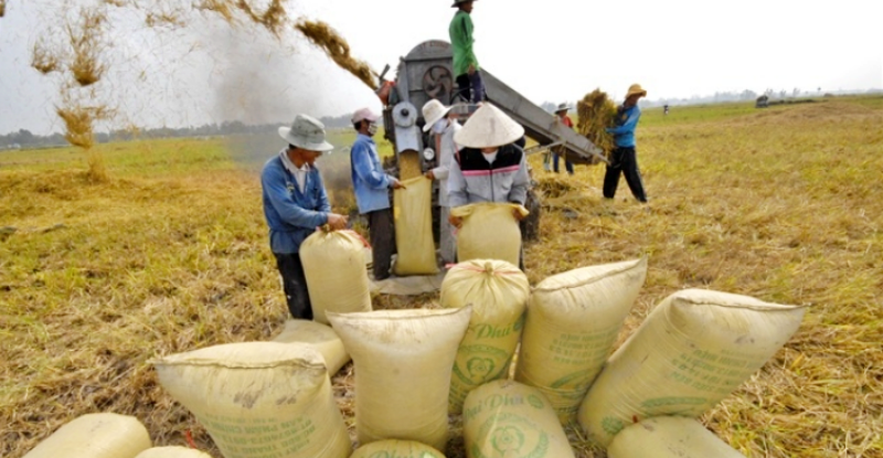 Giá gạo Việt Nam xuất khẩu đang ở mức cao.