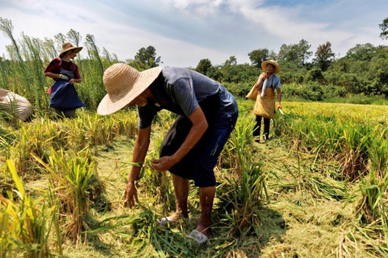 Sản lượng lúa ĐBSCL giảm trong khi giá gạo Việt Nam đang cao nhất thế giới