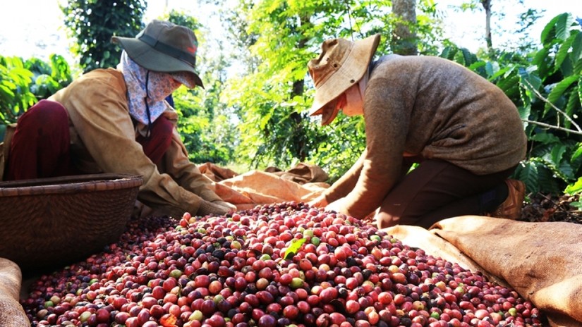 Xuất khẩu cà phê tăng 13% trong niên vụ 2021/2022.