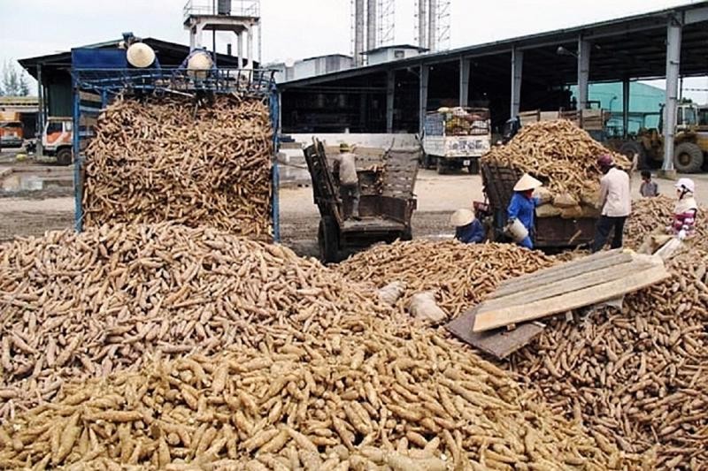 Hàn Quốc đang nổi lên như một thị trường tiềm năng cho xuất khẩu sắn