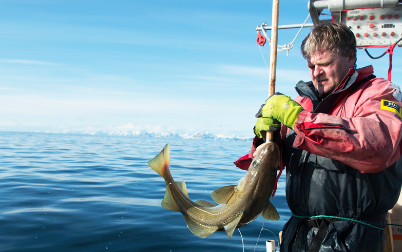 Ngư dân Na Uy đánh bắt cá Tuyết. Ảnh: Hội đồng Hải sản Na Uy.