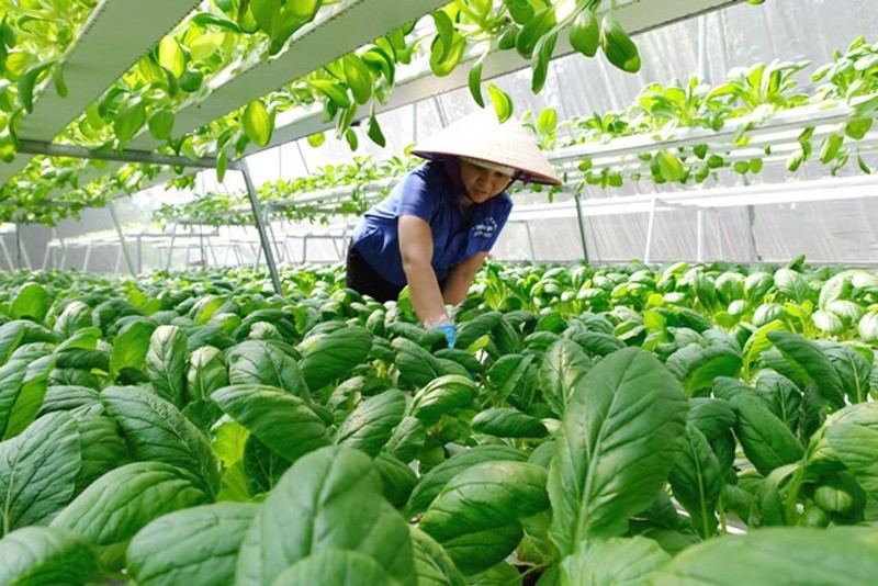 Khuyến khích nông dân sản xuất xanh bằng công cụ đo lường tín chỉ carbon.