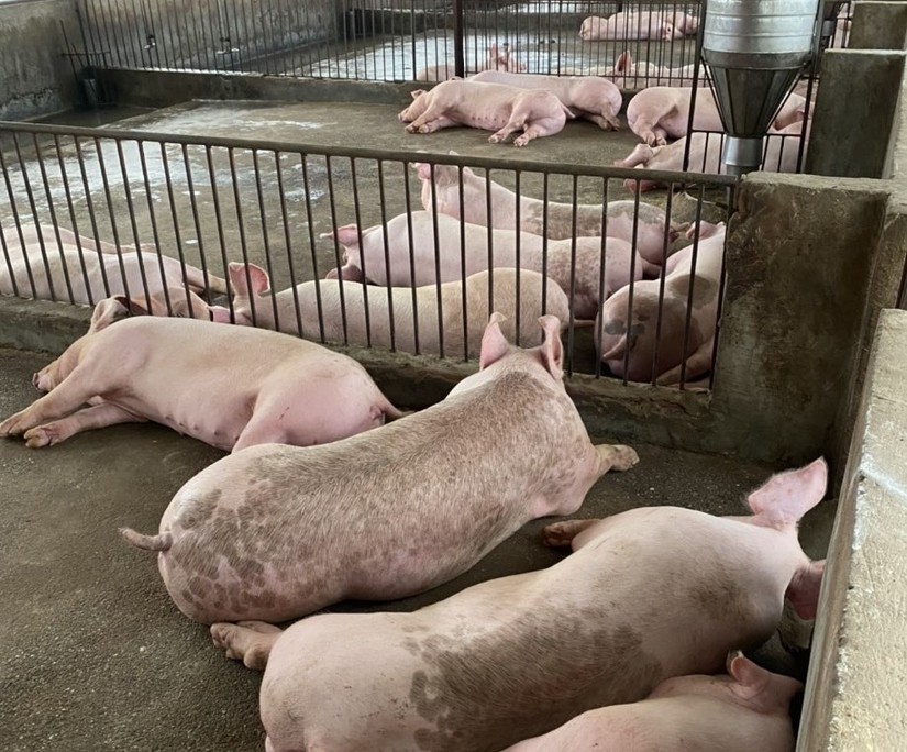 Chăn nuôi lợn gặp khó khăn do giá thức ăn ở mức cao trong khi giá thịt hơi ở mức thấp. Ảnh: VGP.