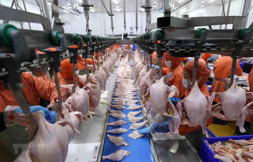 Thịt gà chế biến Việt Nam sẽ được xử lý hồ sơ xuất sang Anh trong tháng 9. Ảnh: Vietnam+