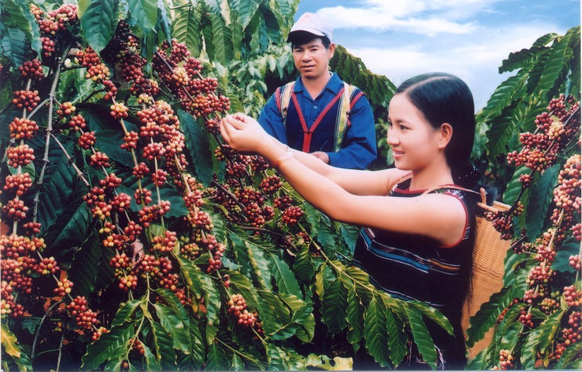 Lâm Đồng định hướng người nông dân trồng cà phê chuyển sang giống chất lượng cao. Ảnh: VGP.