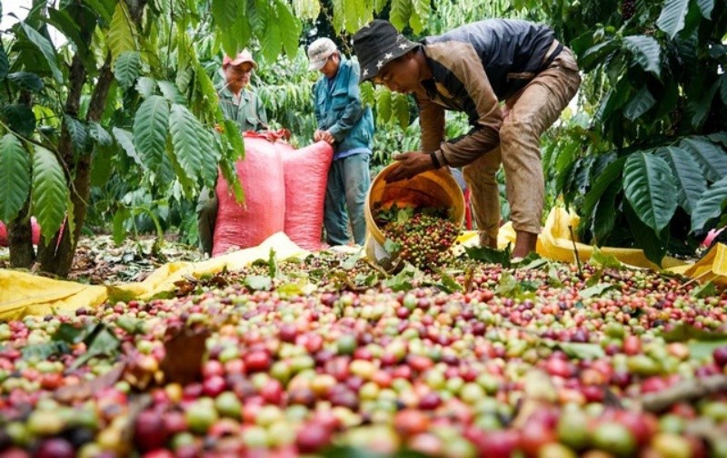 Malaysia muốn nhận được sự giúp đỡ của chuyên gia Việt Nam trong kỹ thuật cây cà phê. Ảnh: VTV.