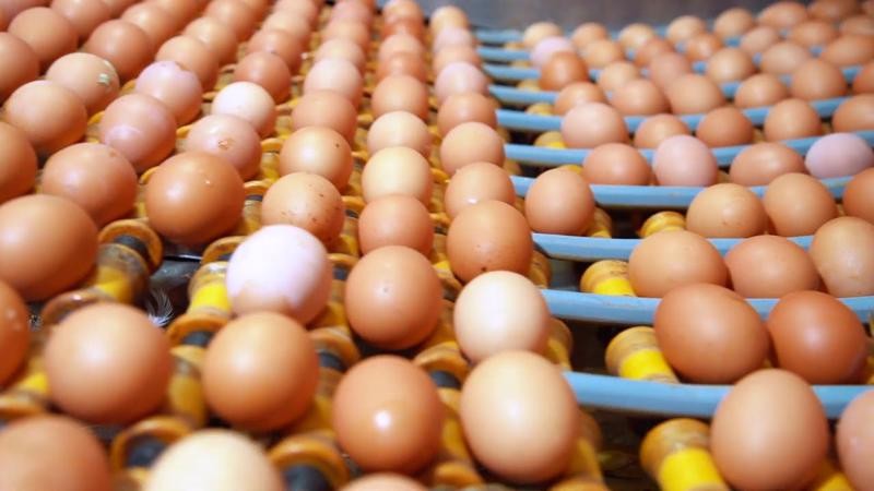 4 tỉnh có trong danh sách tiếp tục được xuất khẩu chính ngạch trứng, sản phẩm gia cầm sang thị trường Hong Kong. Ảnh minh họa.